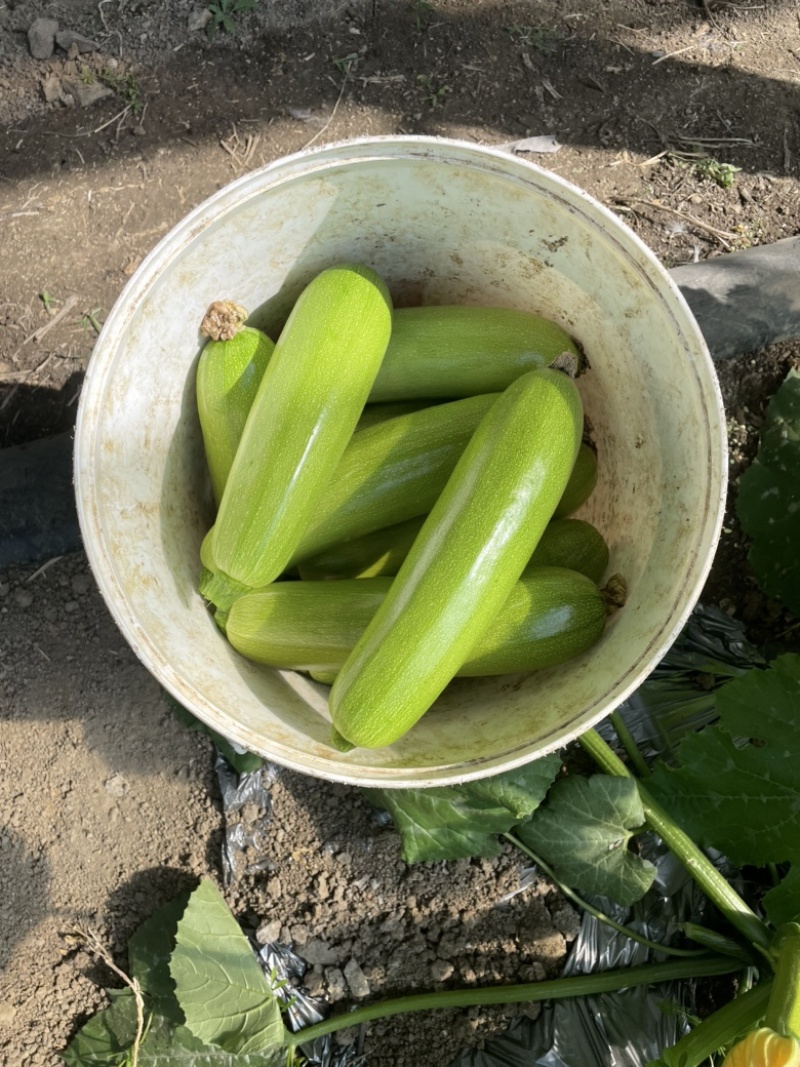 西葫芦标准装发货