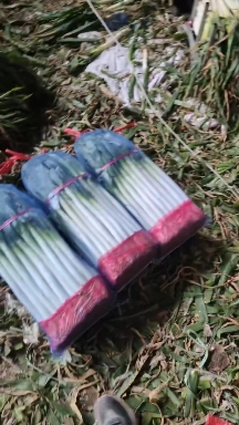 精品钢葱，精品打捆毛葱，精品打捆净葱打包