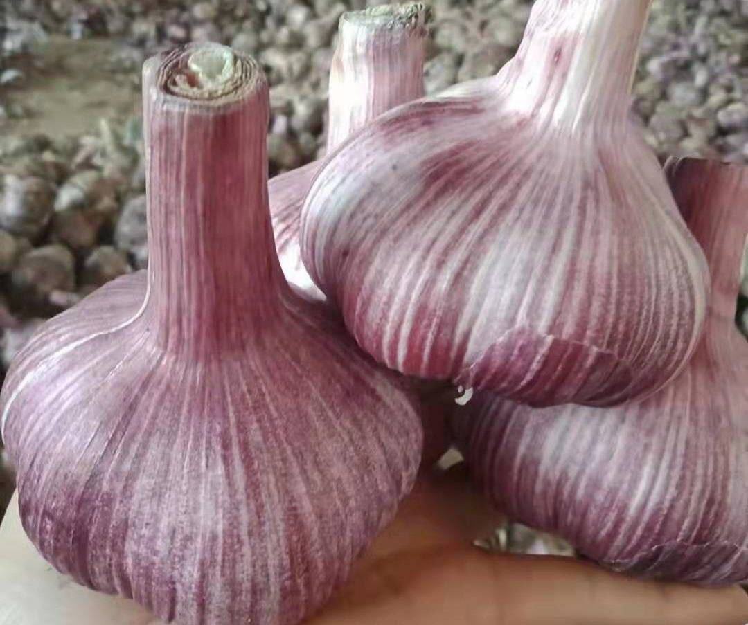 紫皮蒜切片显微结构示意图