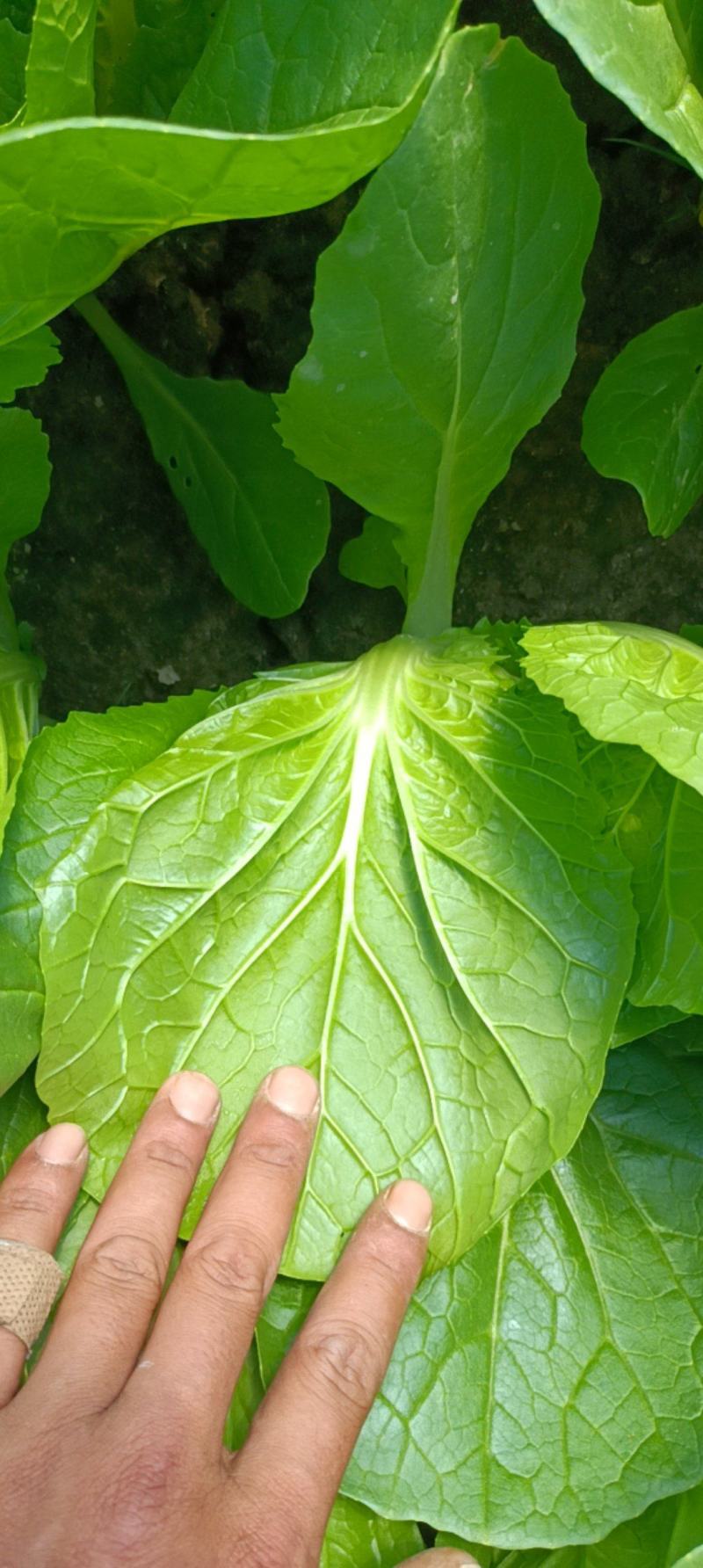 南通出产精品奶白菜，万亩基地，大量批发，欢迎合作