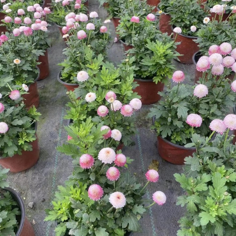 珠玉之卵双色杯/加仑杯成都草花基地苗圃现货量大