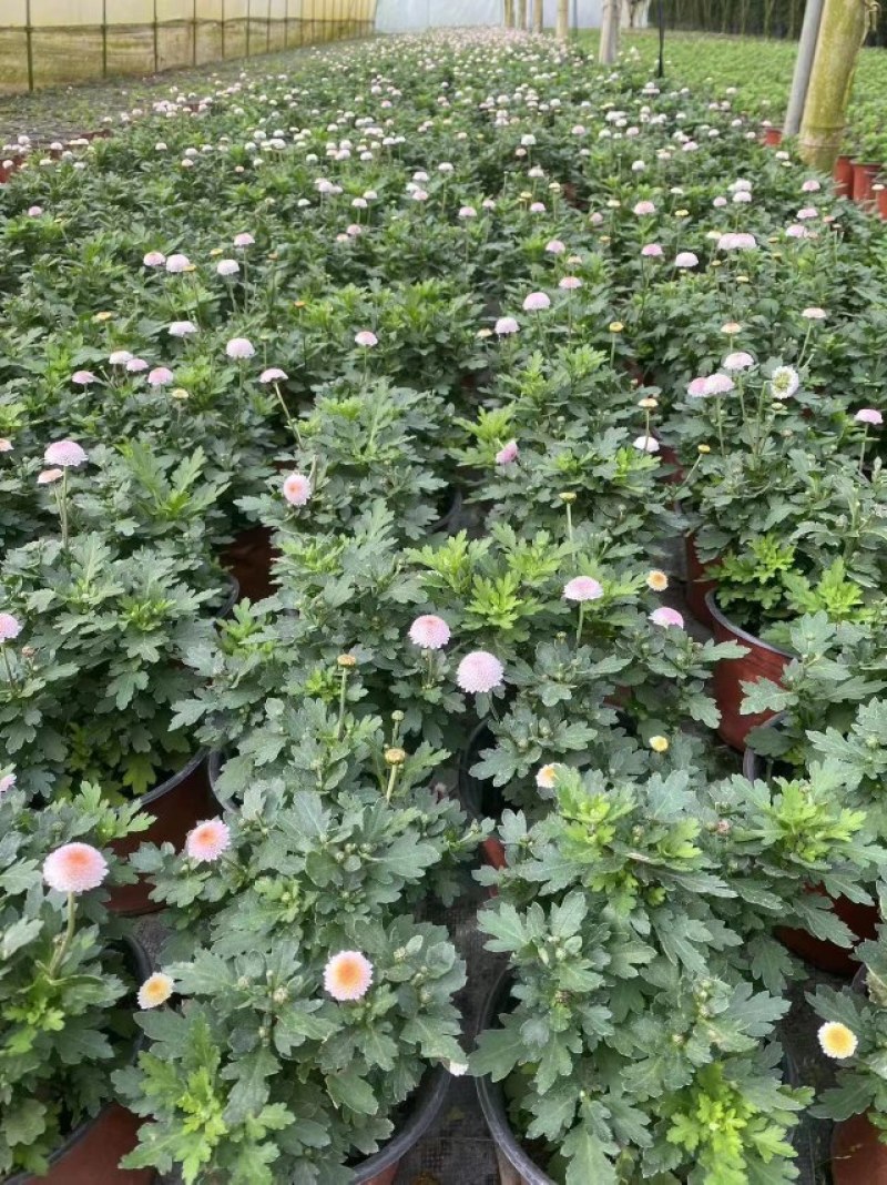 珠玉之卵双色杯/加仑杯成都草花基地苗圃现货量大