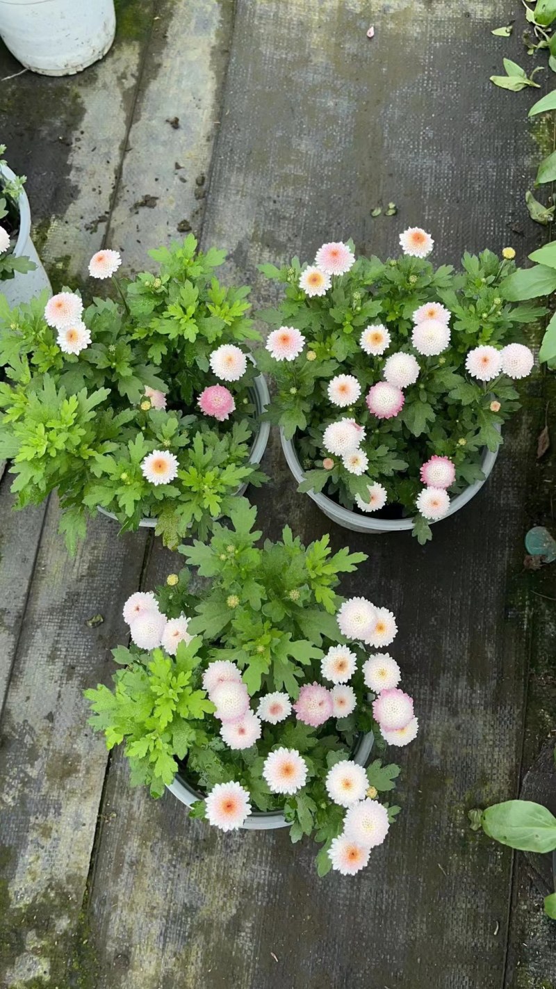 珠玉之卵双色杯/加仑杯成都草花基地苗圃现货量大