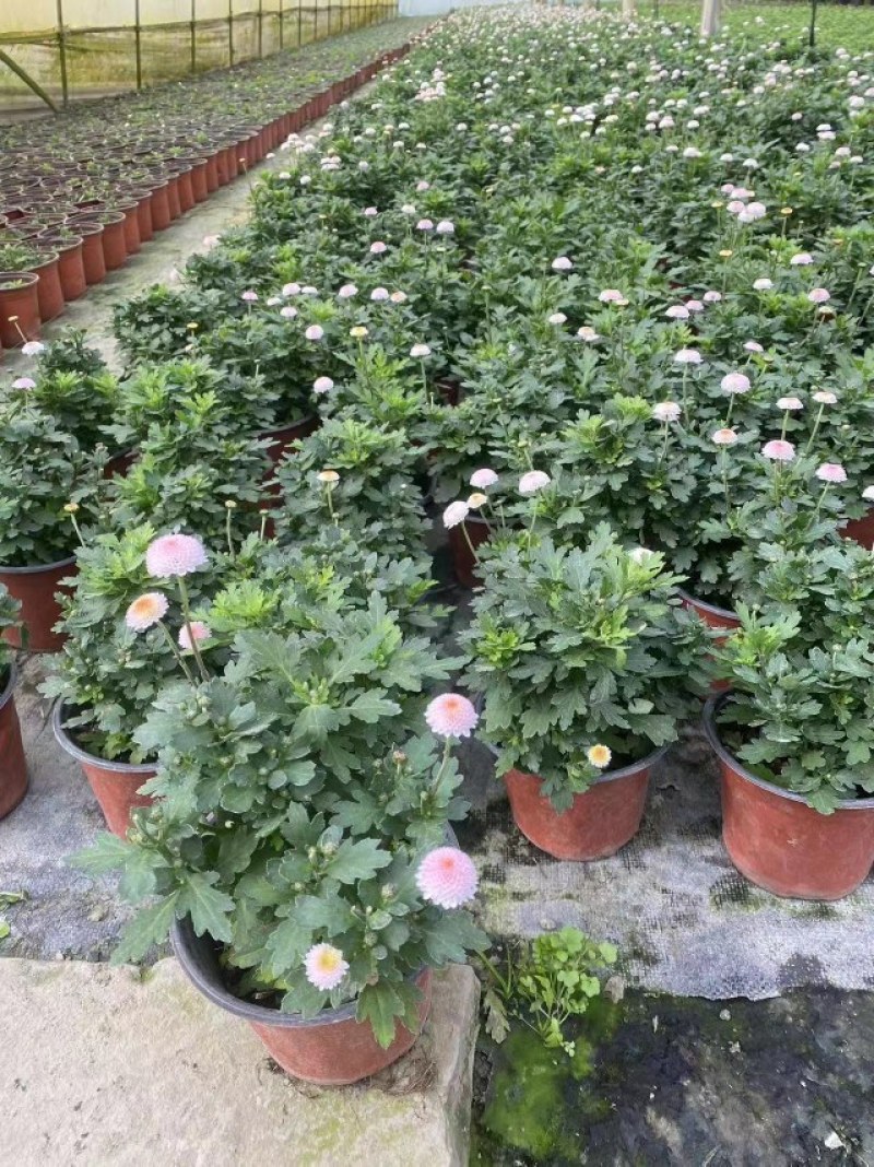 珠玉之卵双色杯/加仑杯成都草花基地苗圃现货量大