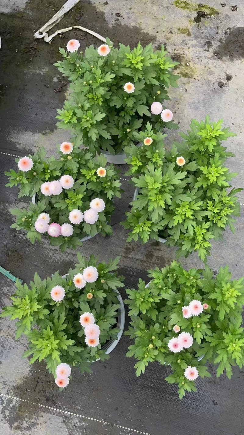 珠玉之卵双色杯/加仑杯成都草花基地苗圃现货量大