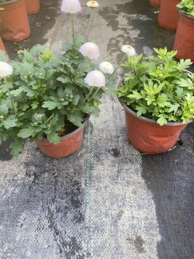 珠玉之卵双色杯/加仑杯成都草花基地苗圃现货量大
