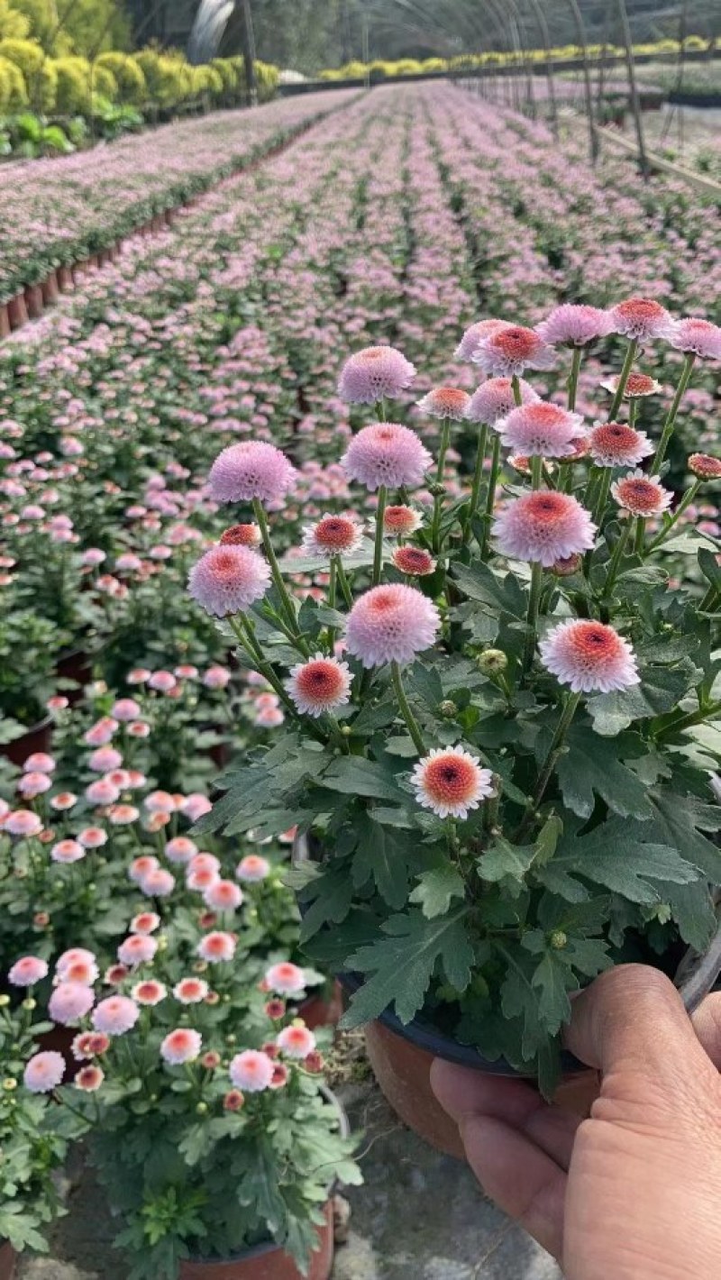 珠玉之卵双色杯/加仑杯成都草花基地苗圃现货量大