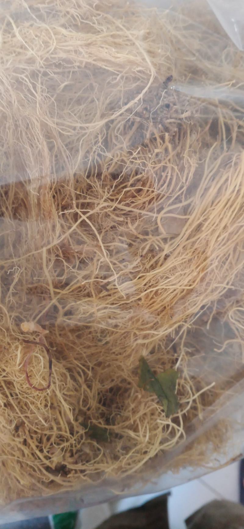 【辽细辛】产地一手货源大货供应规格齐全量大优惠。