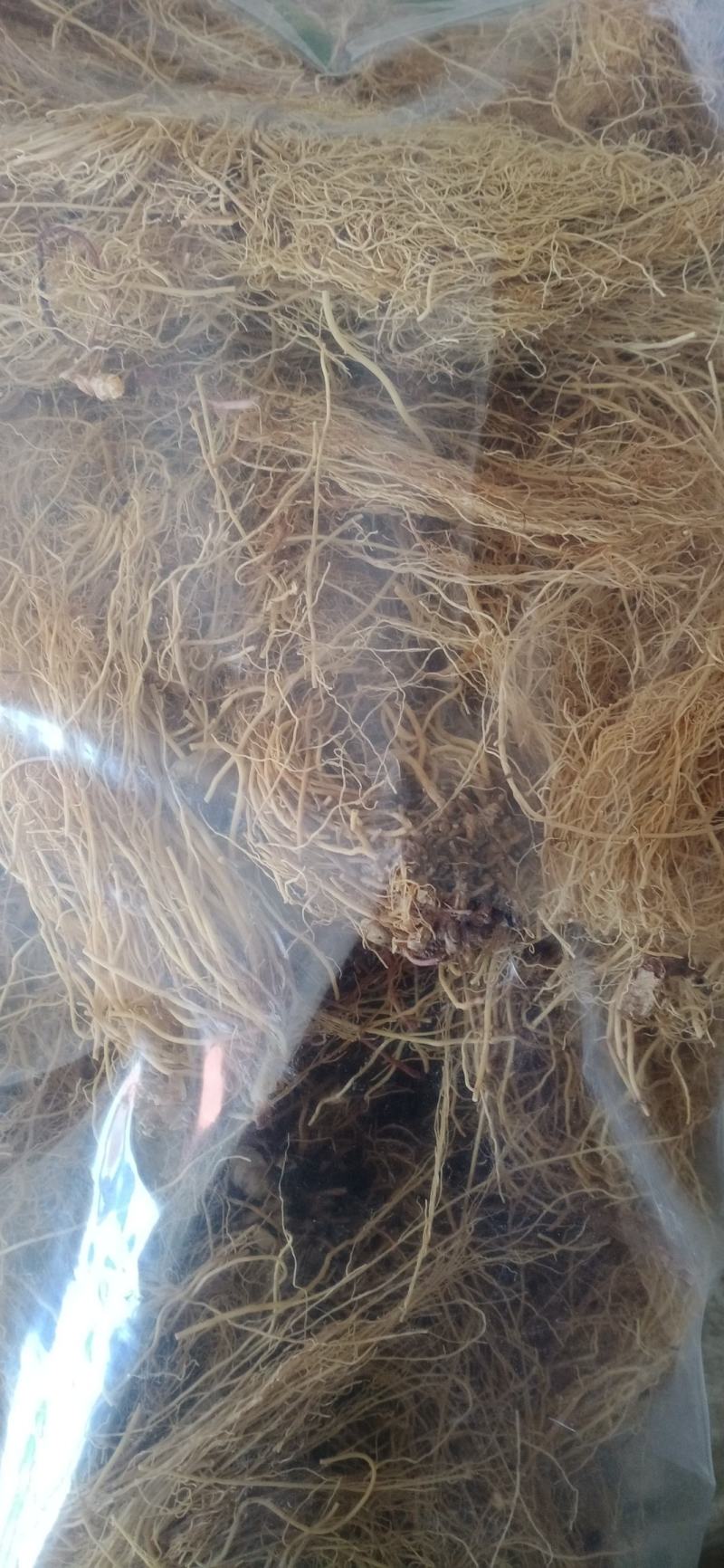 【辽细辛】产地一手货源大货供应规格齐全量大优惠。