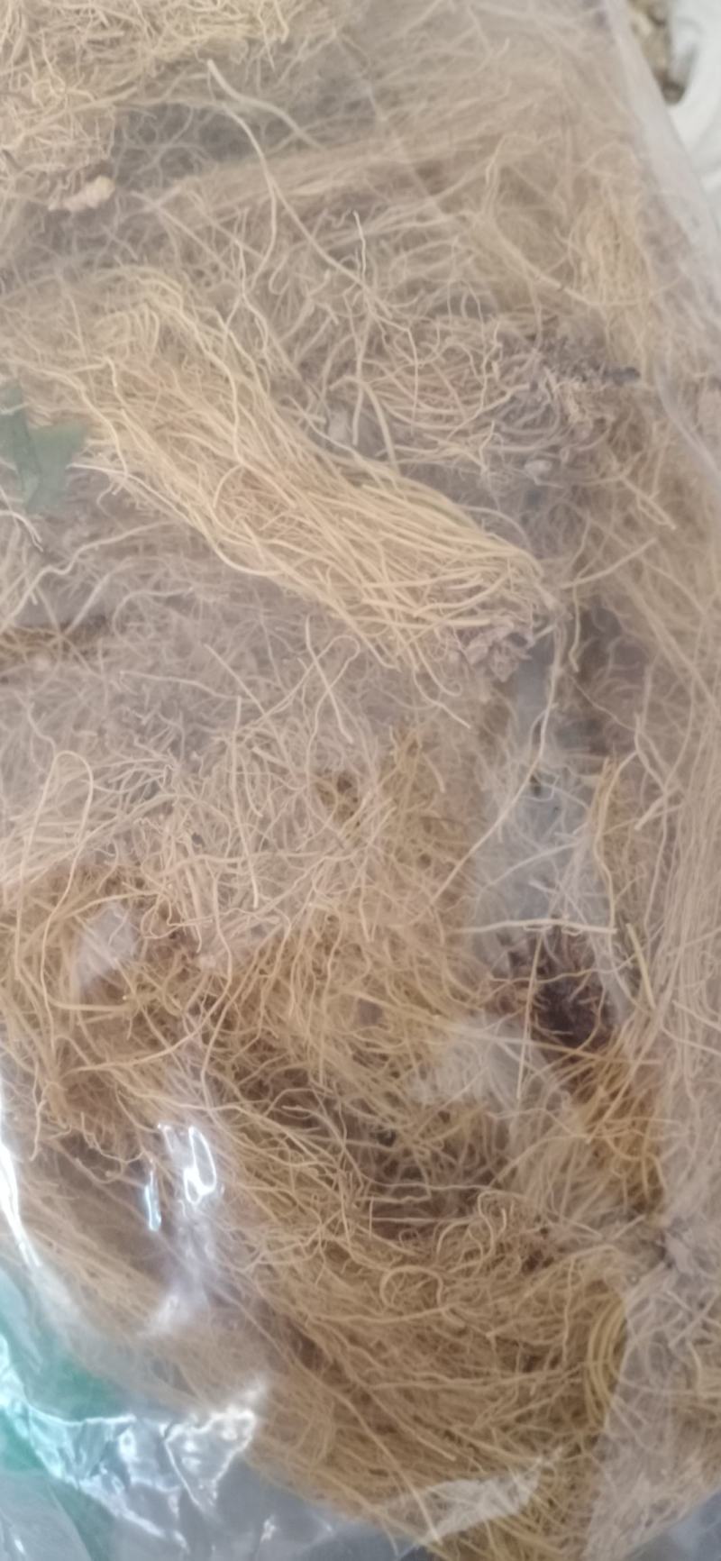 【辽细辛】产地一手货源大货供应规格齐全量大优惠。