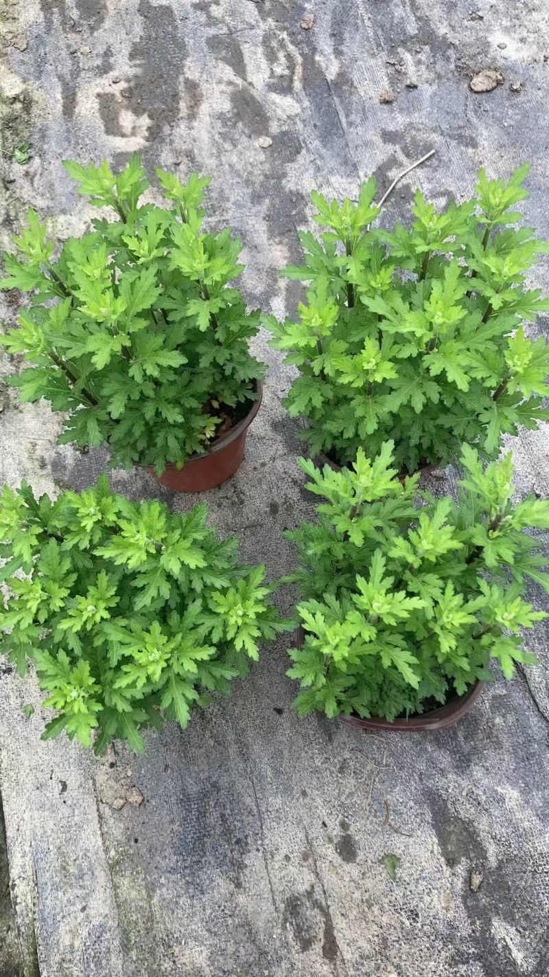 珠玉之卵双色杯/加仑杯成都草花基地苗圃现货量大