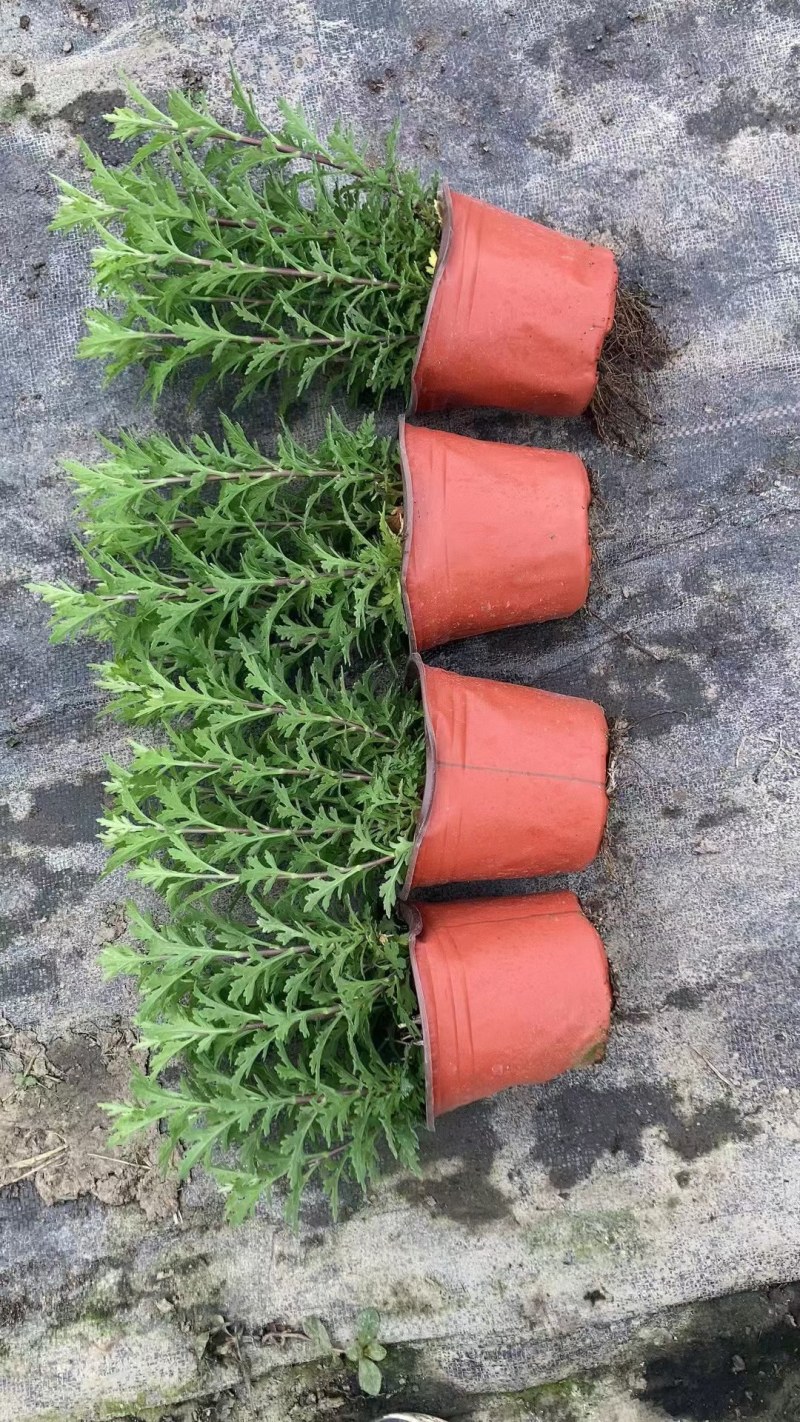 珠玉之卵双色杯/加仑杯成都草花基地苗圃现货量大