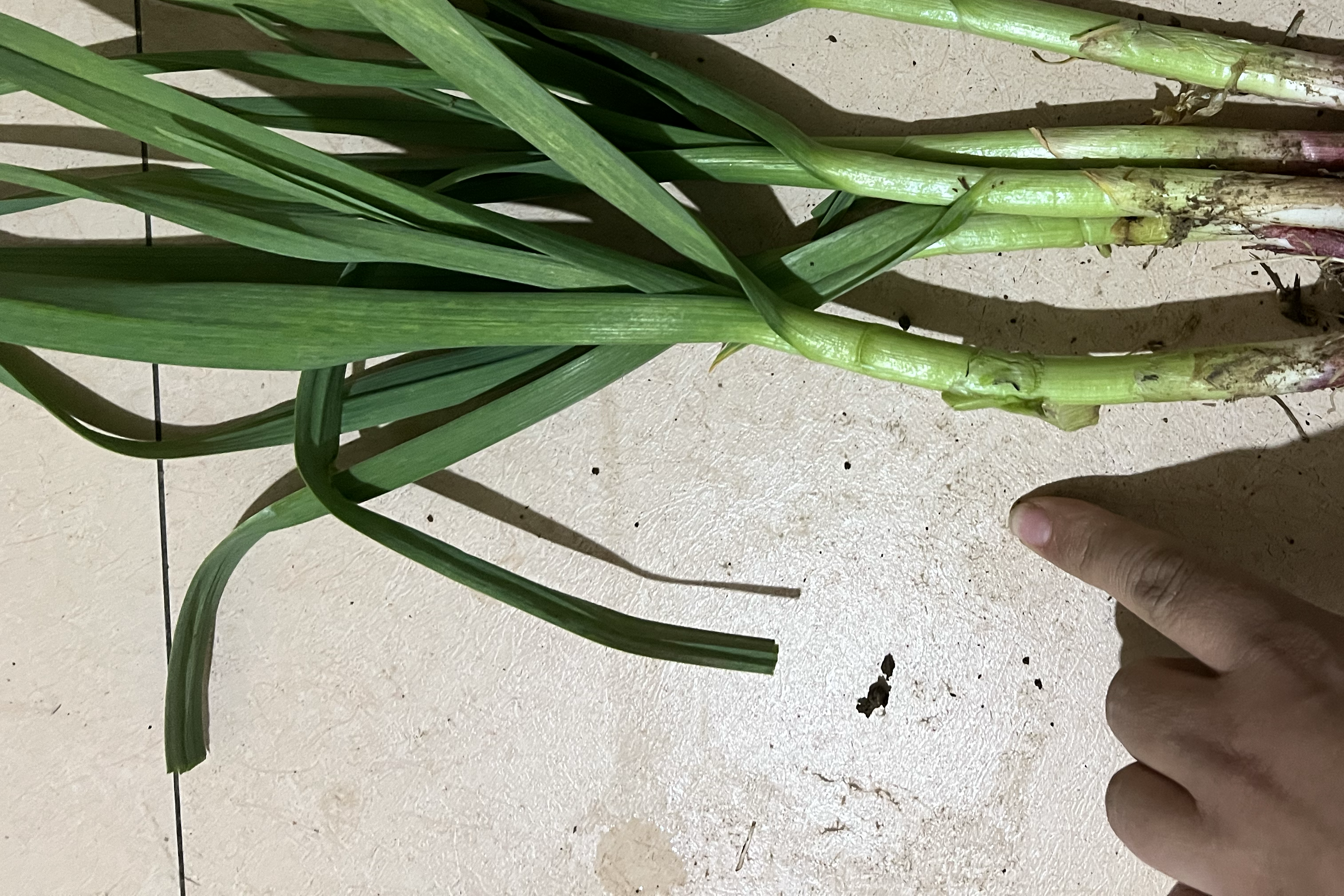 展示青蒜苗与红蒜苗在同一画面中的外观对比图,左侧为青蒜苗,右侧为红蒜苗,突出颜色与茎叶结构的差异 青蒜苗与红蒜苗外观对比