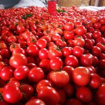 【热卖】西红柿山东大红西红柿产地直发品质保证