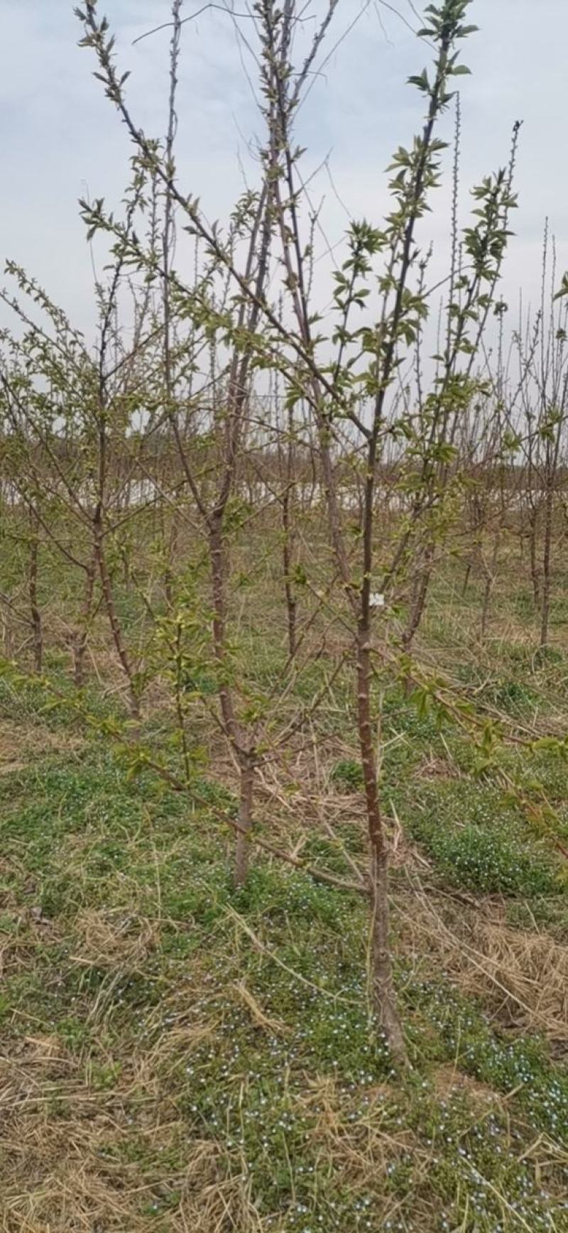 2-5樱桃树
