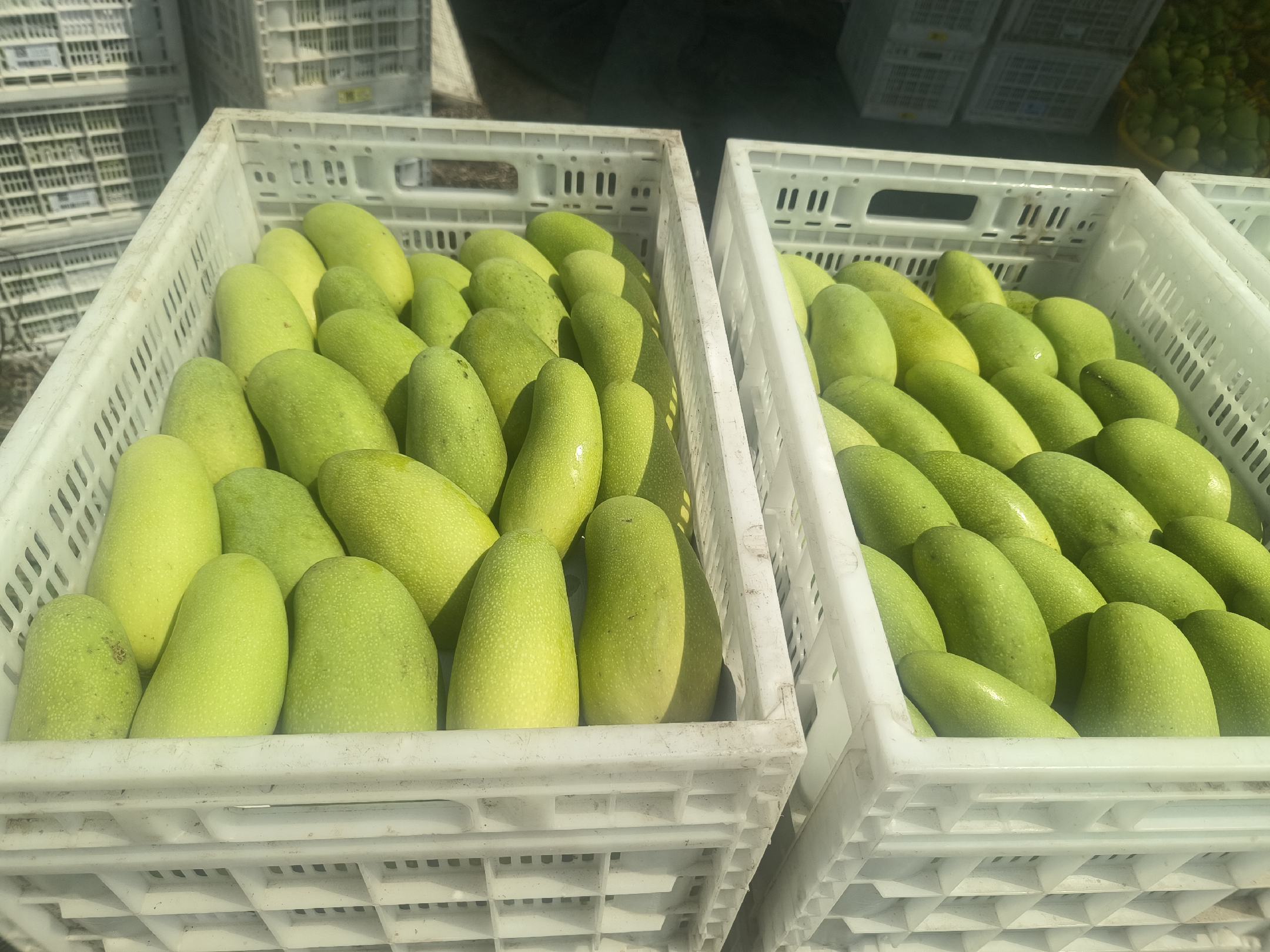 金煌芒酸野成品展示