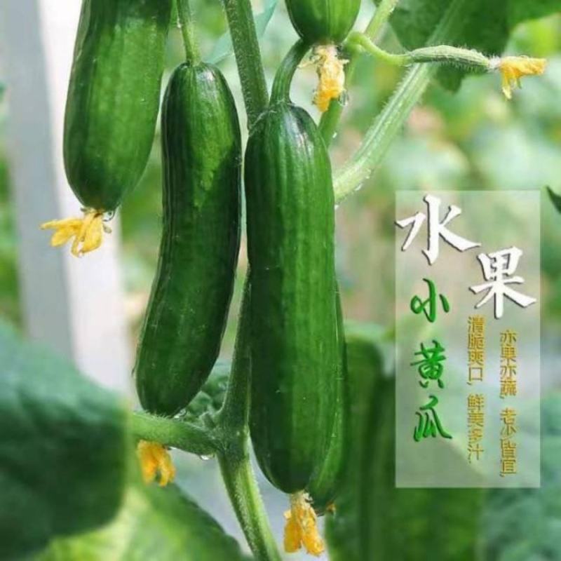 水果黄瓜小青瓜小乳瓜