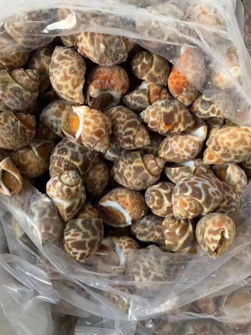 花螺，海螺，泥螺，带壳螺