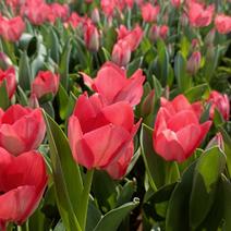 郁金香盆栽花苗，坤盛花卉基地大量现货