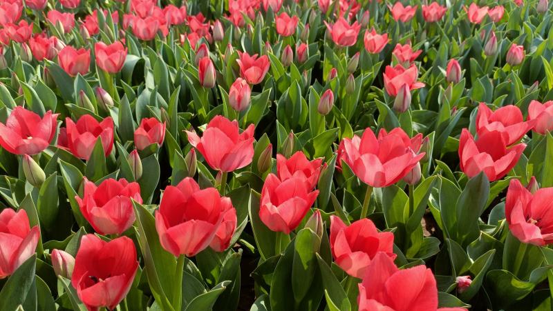 郁金香盆栽花苗，坤盛花卉基地大量现货