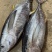 金枪鱼14，蓝鳍金枪鱼50，深海鱼