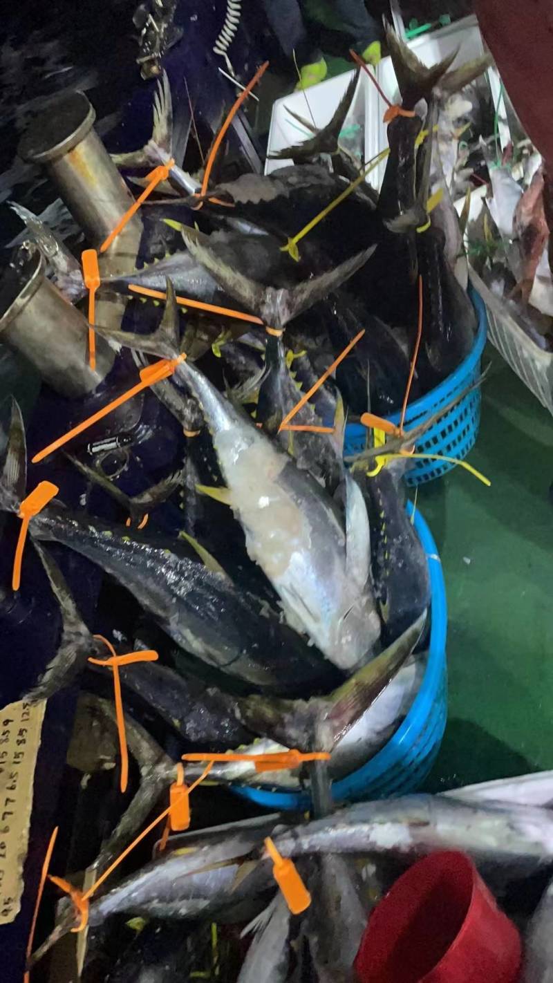 金枪鱼14，蓝鳍金枪鱼50，深海鱼
