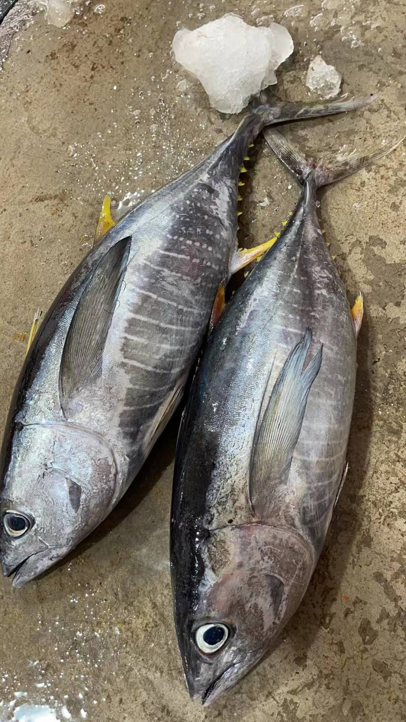 金枪鱼14，蓝鳍金枪鱼50，深海鱼