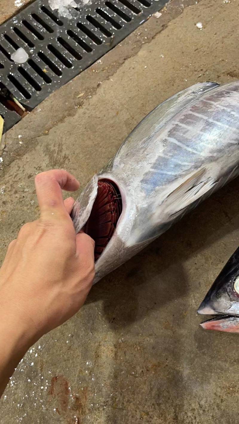 金枪鱼14，蓝鳍金枪鱼50，深海鱼