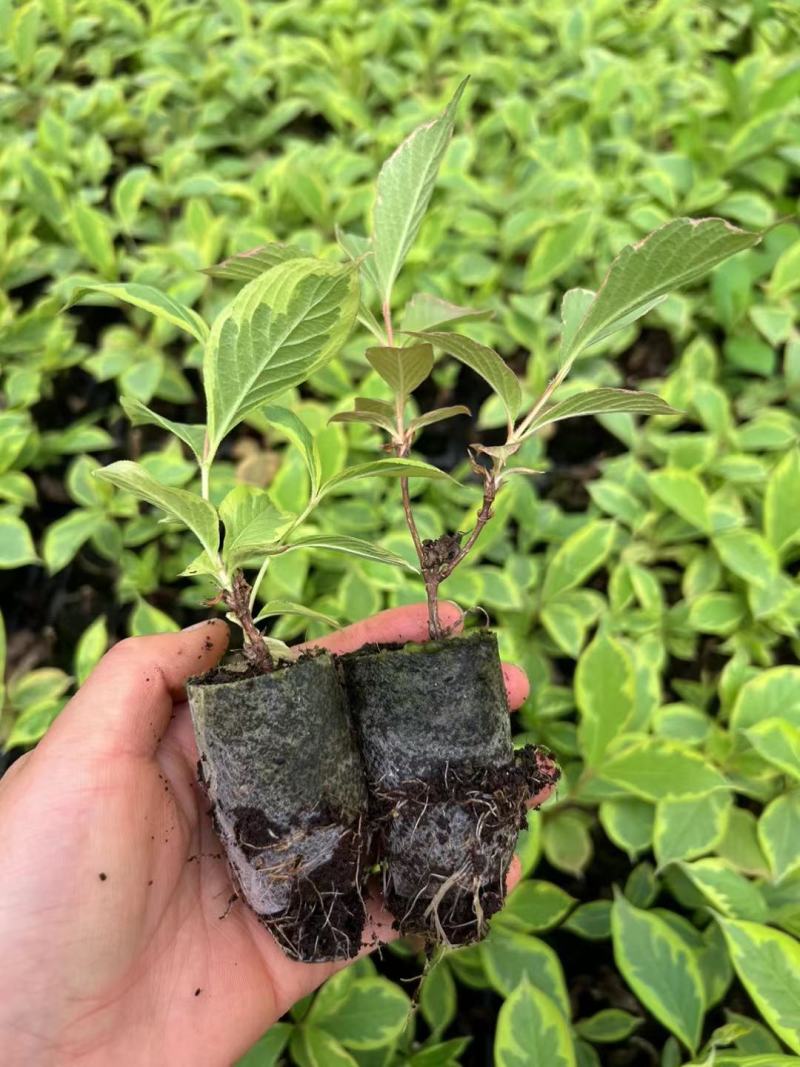 花叶锦带袋苗木本抗寒耐旱用于园林工程绿化全国都可发