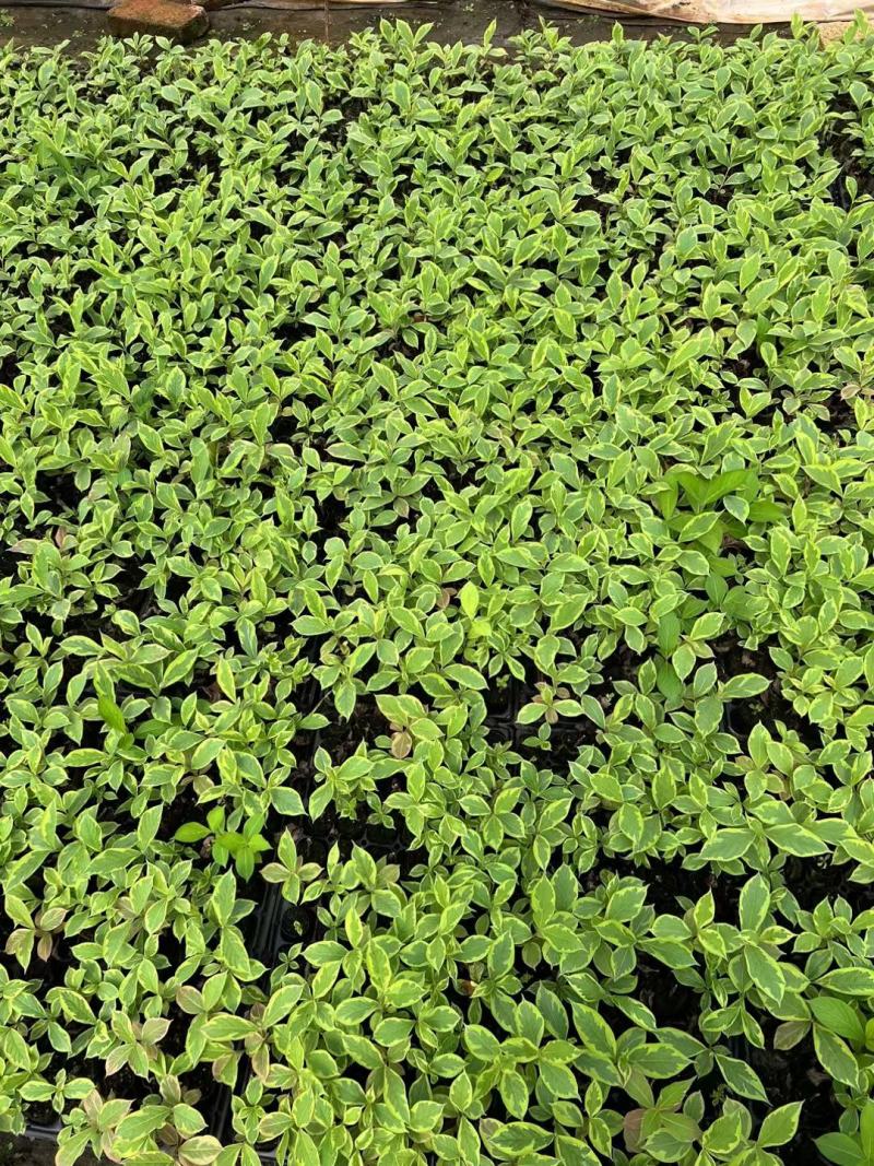 花叶锦带袋苗木本抗寒耐旱用于园林工程绿化全国都可发