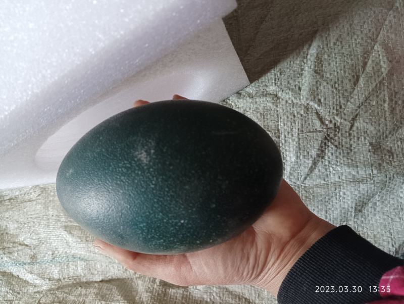 礼盒装鸵鸟蛋鸸鹋蛋孔雀蛋大雁蛋等新鲜现捡标价为非洲鸵鸟蛋