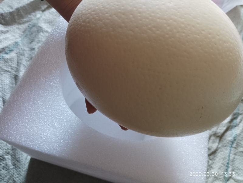 礼盒装鸵鸟蛋鸸鹋蛋孔雀蛋大雁蛋等新鲜现捡标价为非洲鸵鸟蛋