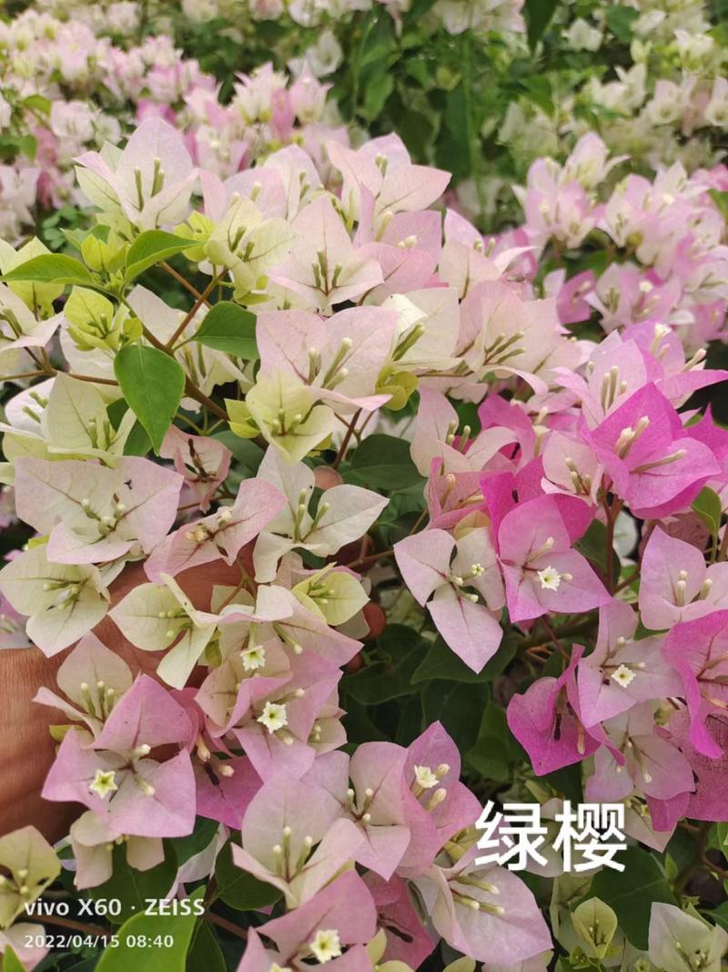 彩色重瓣三角梅种苗袋苗可用于园林工程绿化全国发货