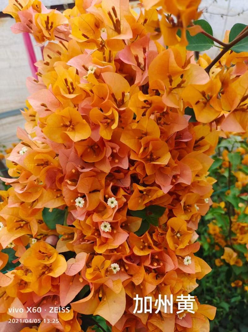 彩色重瓣三角梅种苗袋苗可用于园林工程绿化全国发货