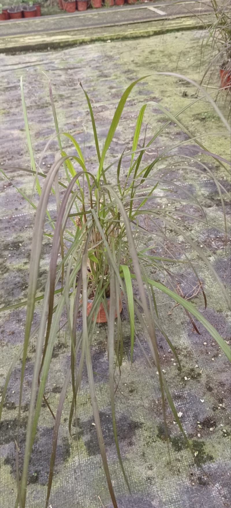 紫叶狼尾草