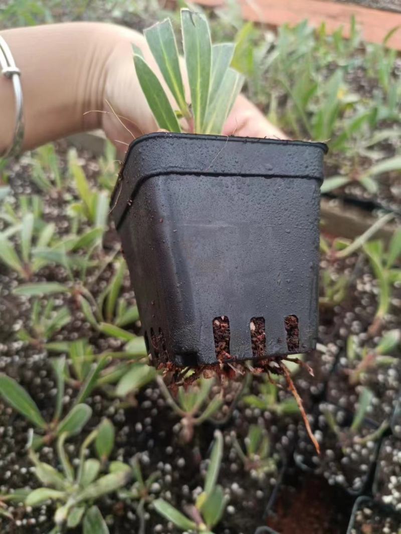 粉冰公主杯苗可用于园林工程绿化全国各地发货