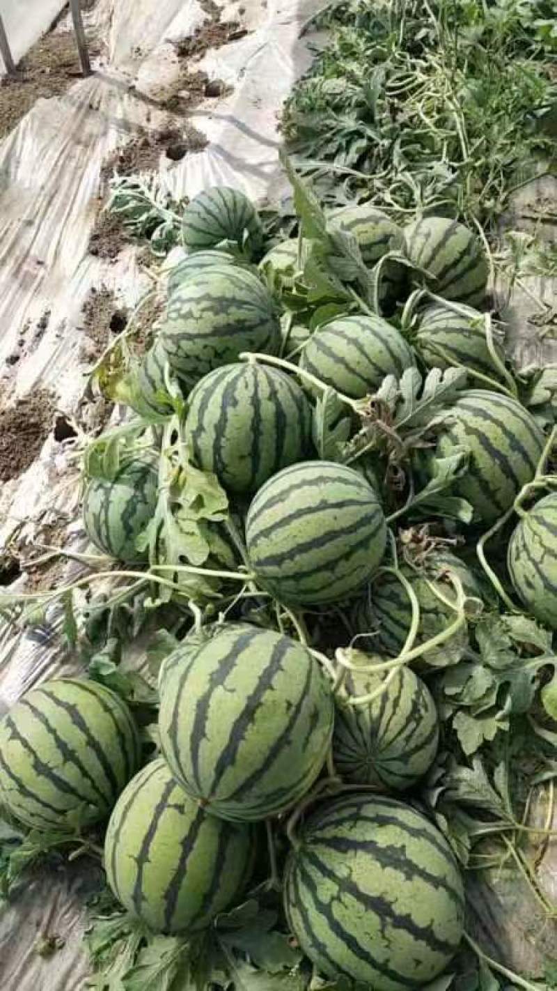 夏邑西瓜京欣西瓜大量上市产地货源欢迎咨询采购