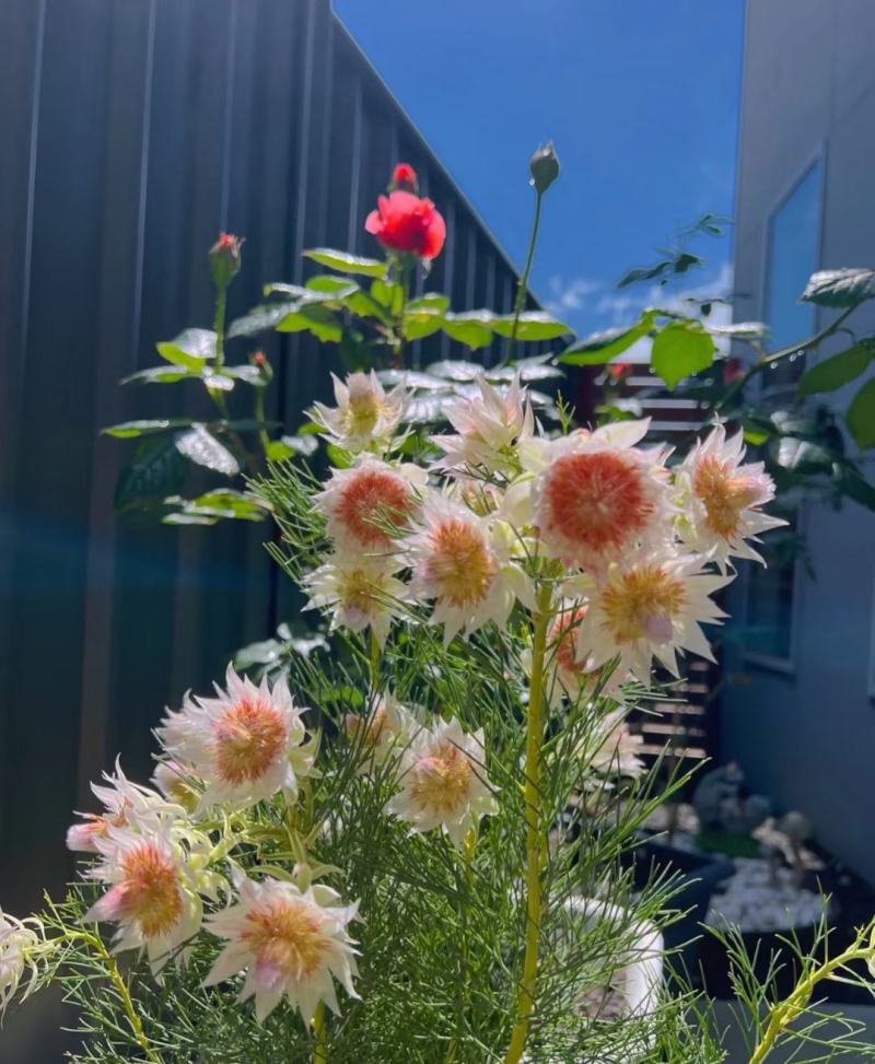 新娘花种苗杯苗可用于园艺绿化工程全国各地发货
