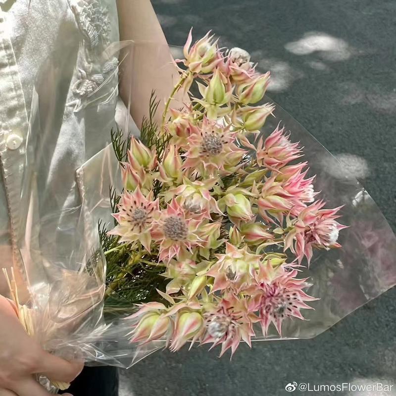 新娘花种苗杯苗可用于园艺绿化工程全国各地发货
