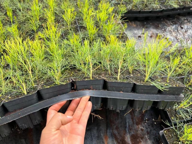 新娘花种苗杯苗可用于园艺绿化工程全国各地发货