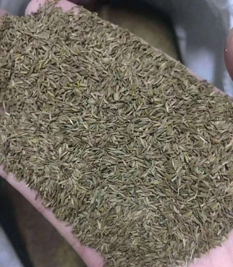 优质蒲公英种子、发芽🌱率高、免费提供技术指导、包回收