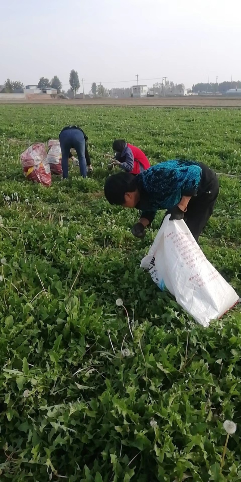 优质蒲公英种子、发芽🌱率高、免费提供技术指导、包回收