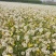 优质蒲公英种子、发芽🌱率高、免费提供技术指导、包回收