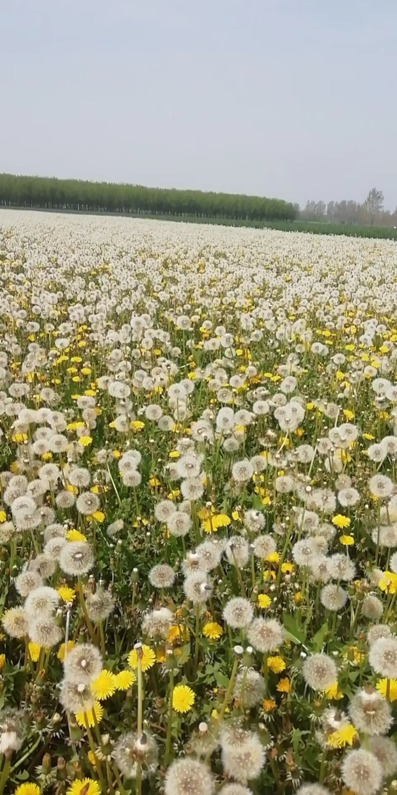 优质蒲公英种子、发芽🌱率高、免费提供技术指导、包回收