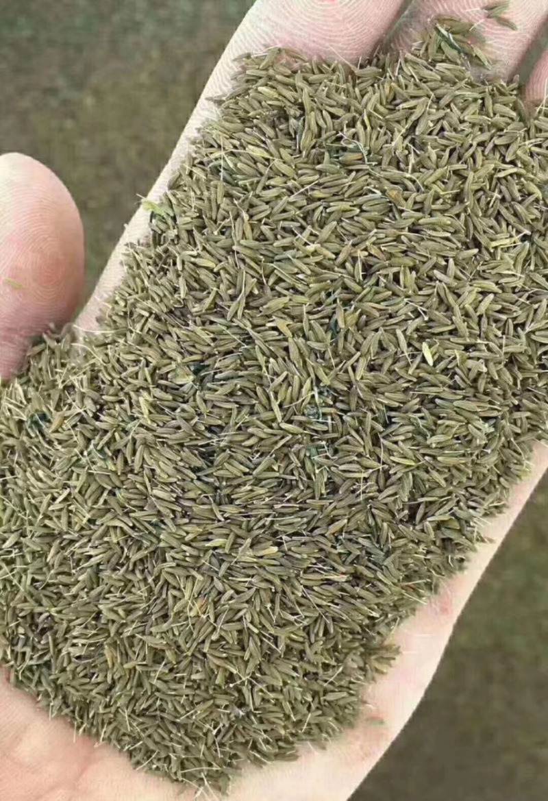 优质蒲公英种子、发芽🌱率高、免费提供技术指导、包回收