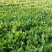 优质蒲公英种子、发芽🌱率高、免费提供技术指导、包回收