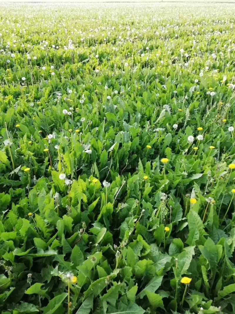 优质蒲公英种子、发芽🌱率高、免费提供技术指导、包回收