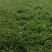 优质蒲公英种子、发芽🌱率高、免费提供技术指导、包回收