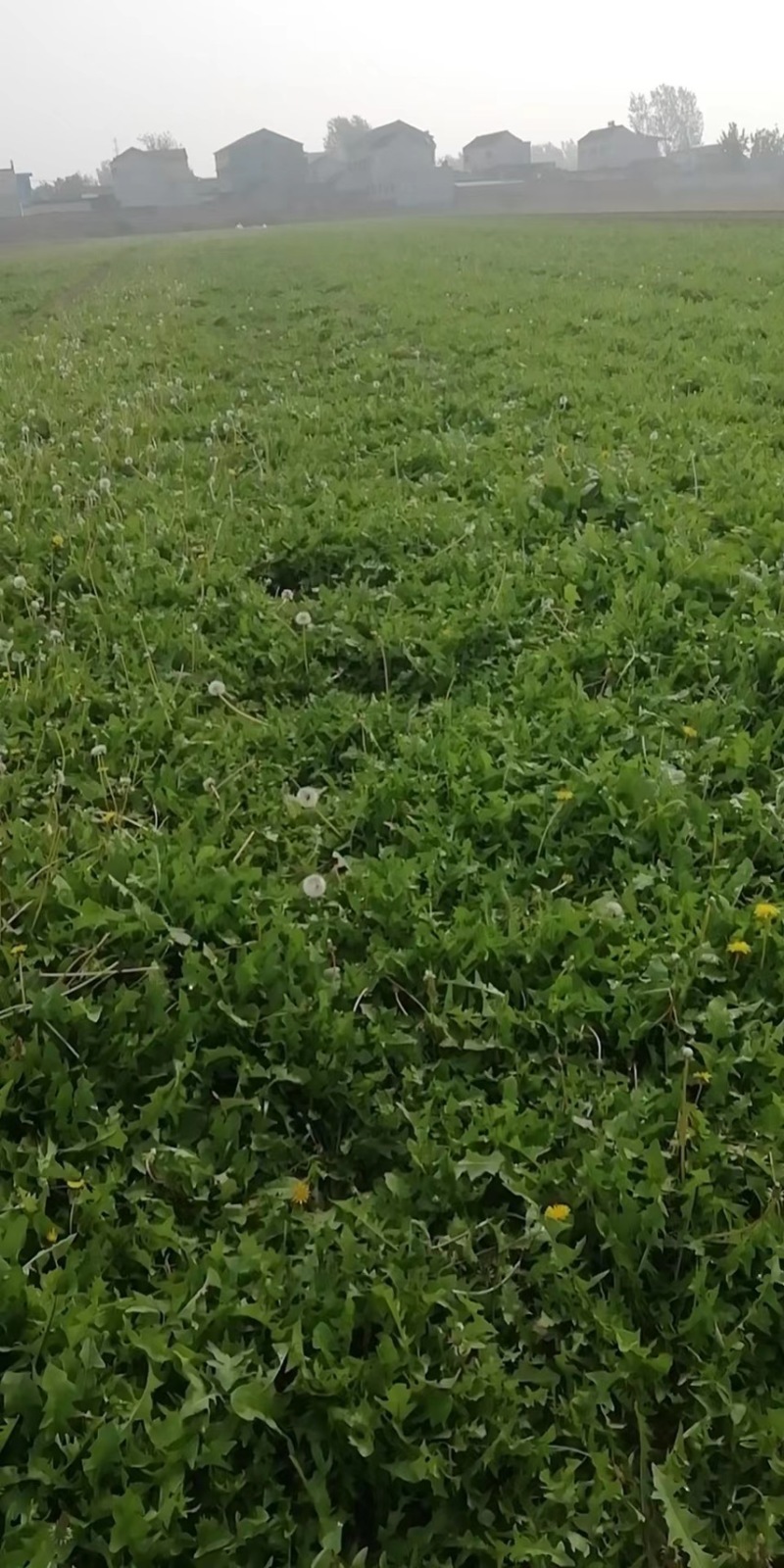 优质蒲公英种子、发芽🌱率高、免费提供技术指导、包回收