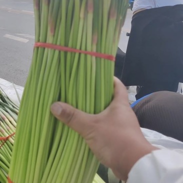 河南中牟产地26年新鲜红帽蒜苔大量上市代发全国